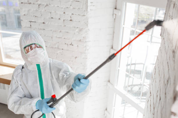 Best Black Mold Removal  in New Waverly, TX