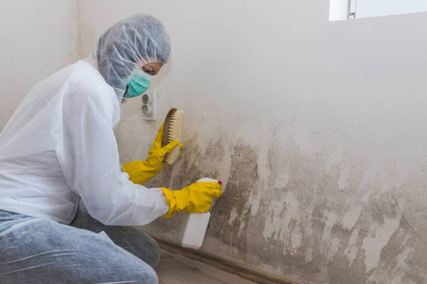 Best Comprehensive Air Testing for Mold Contaminants  in New Waverly, TX