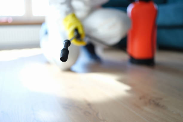 Best Basement Mold Removal  in New Waverly, TX