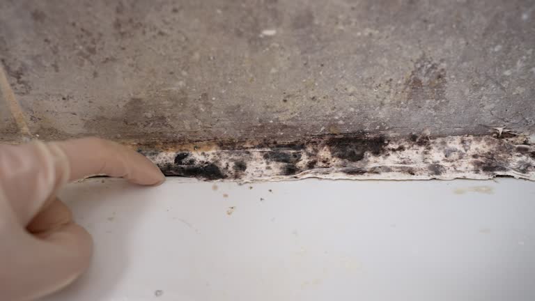 Best Air Quality Testing for Mold Spores  in New Waverly, TX